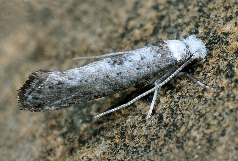 6 Yponomeutidae - Paraswam****mia albicapitella